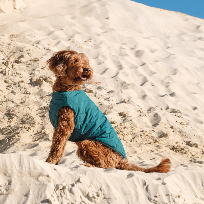 Жилет для собак Pet Fashion E.Vest, морская волна, размер S - фото №5