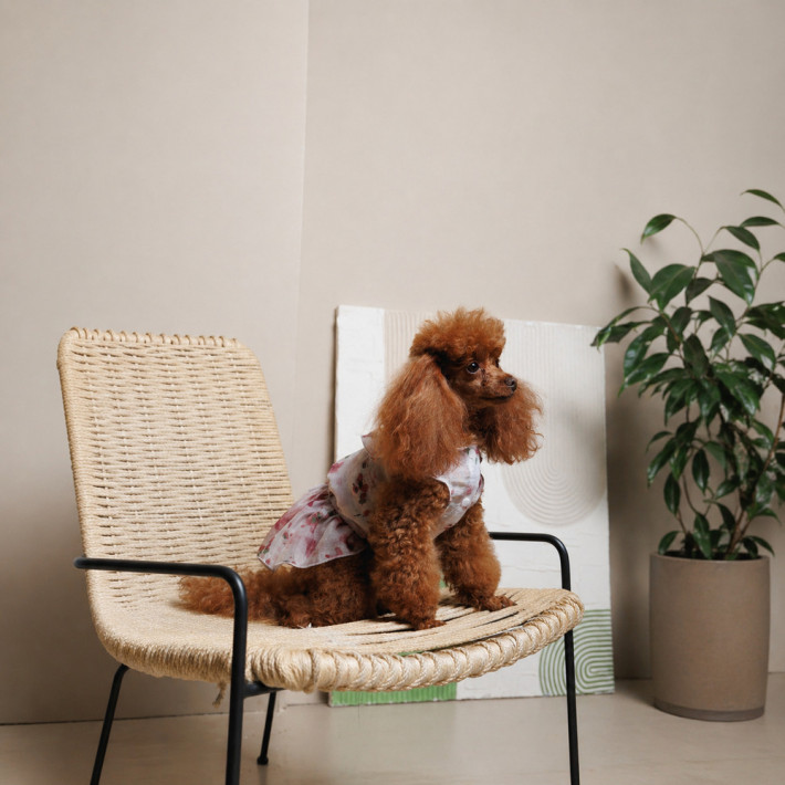 Сукня для собак Pet Fashion Amelia, розмір S - фото №7