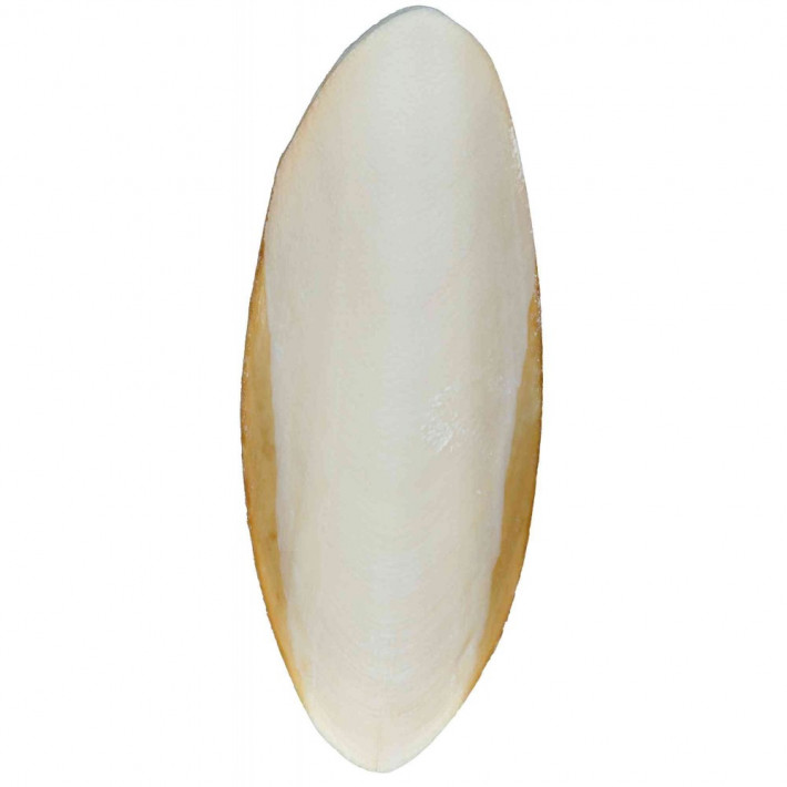 Крейда Trixie для рептилій сепія натуральна 12 см 2 шт - фото №2