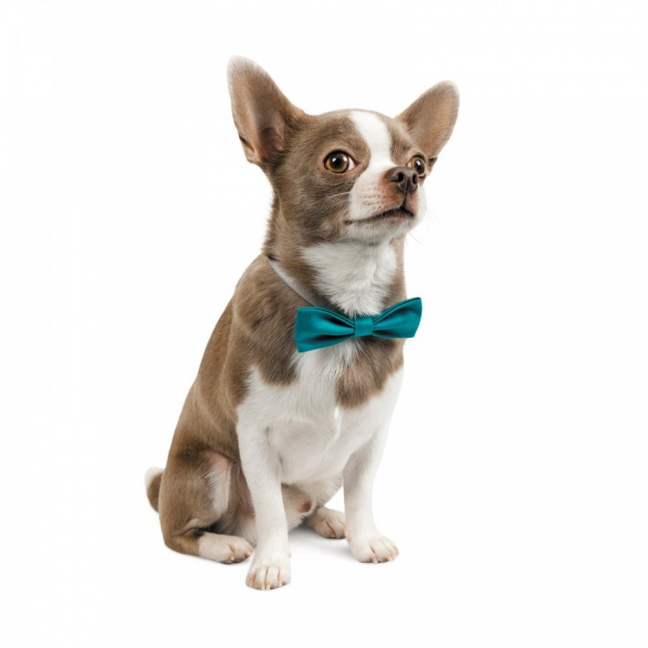 Метелик Pet Fashion XS-M бірюзовий - фото №2