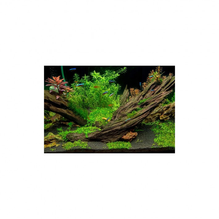 Корень мангровый Aquael (М) 25-45 см - фото №2