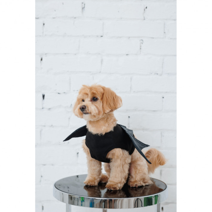 Аксессуар Pet Fashion Web S/M - фото №5