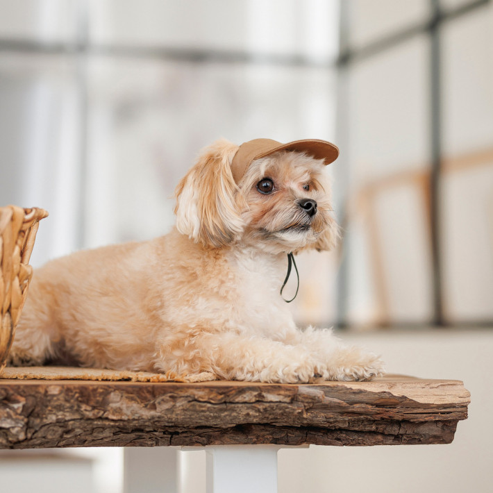 Кепка для собак Pet Fashion Phil, бежева, розмір M - фото №4