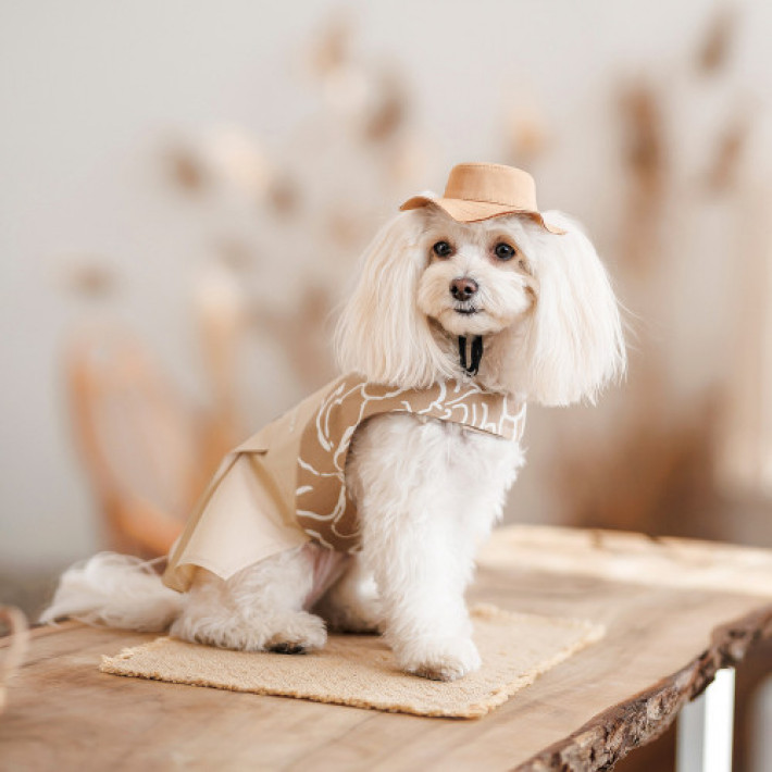 Панама Pet Fashion Ava для собак M