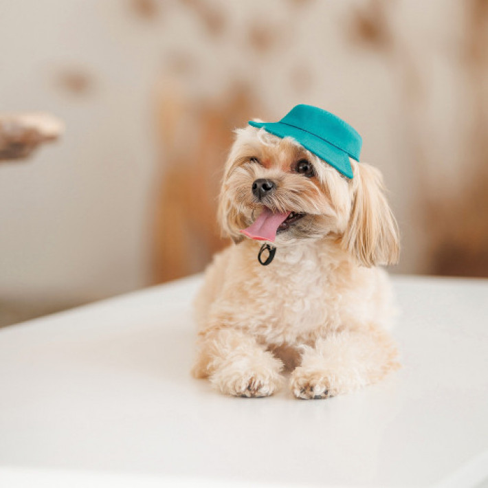 Панама Pet Fashion Rob для собак бавовна фіксатор бірюзова M