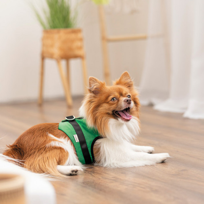 Шлея Ross ТМ Pet Fashion для собак XS2 зелена